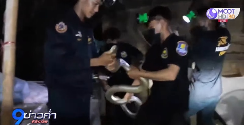 งูจงอาง