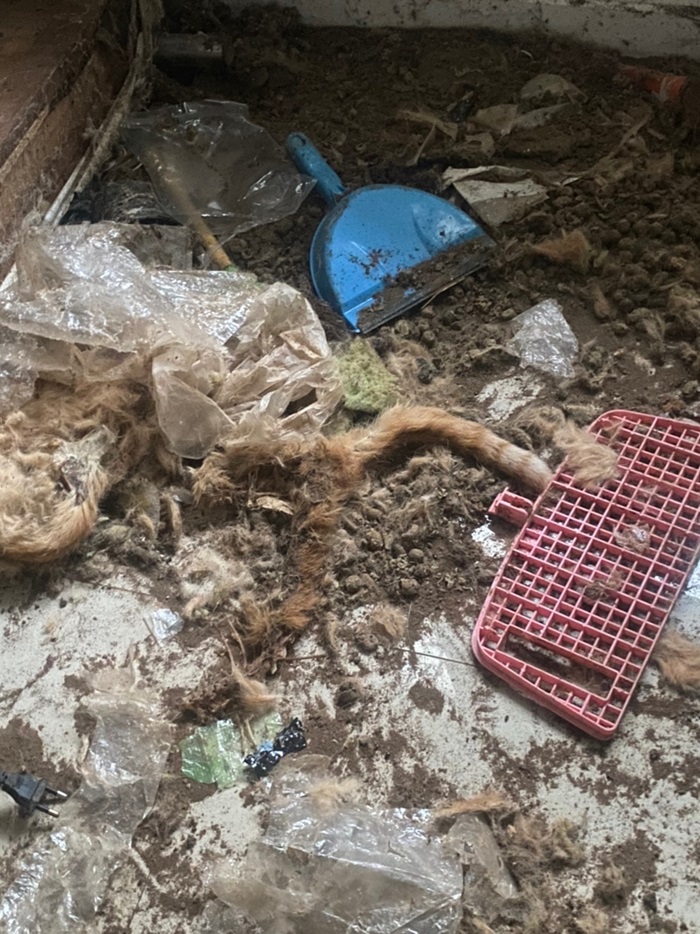 แมวส้มถูกทิ้ง