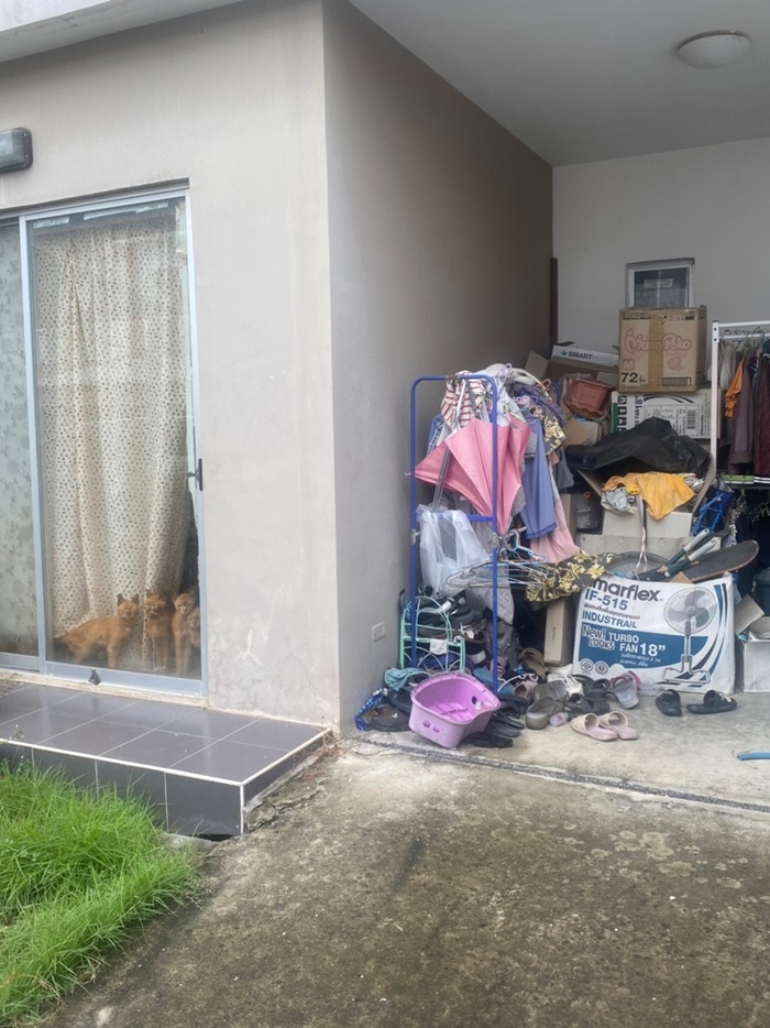 แมวส้มถูกทิ้ง