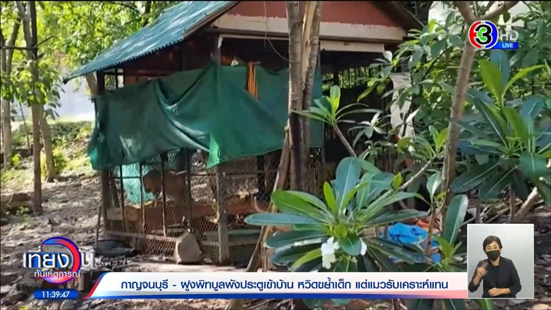 พิตบูลหลุดเข้าบ้าน