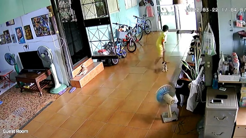 พิตบูลหลุดเข้าบ้าน