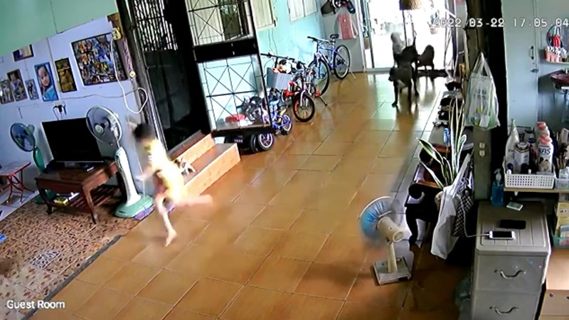 พิตบูลหลุดเข้าบ้าน