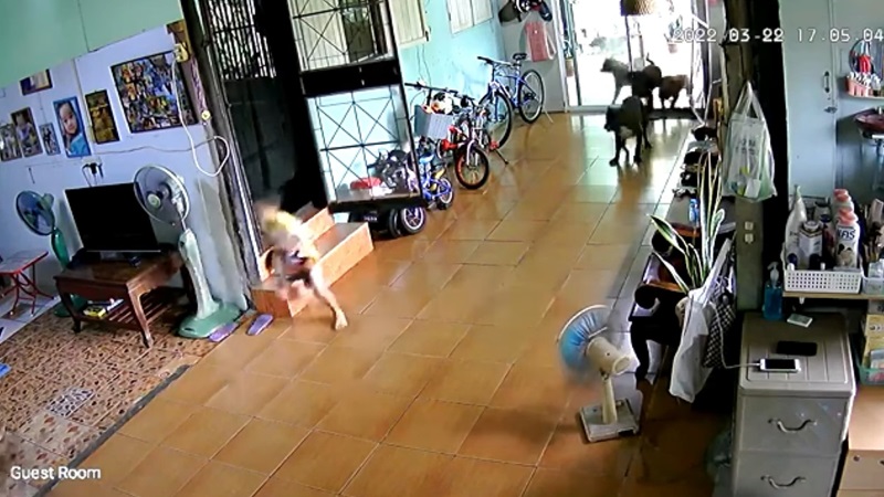 พิตบูลหลุดเข้าบ้าน