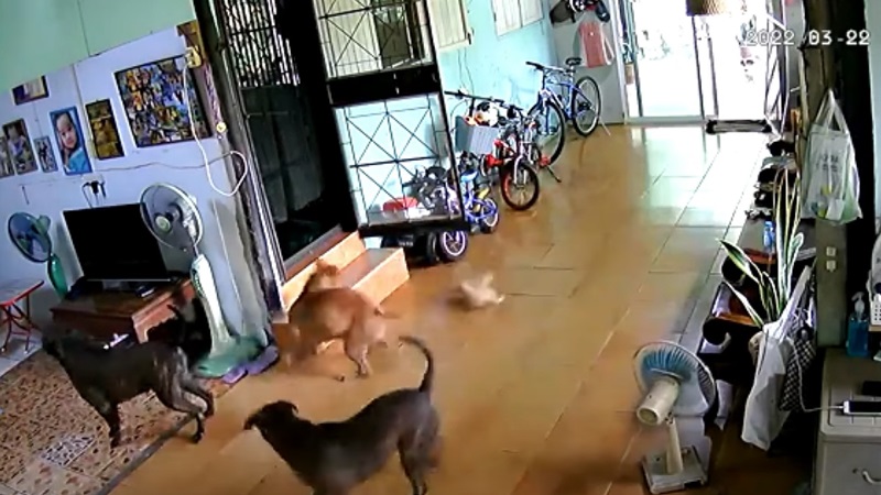 พิตบูลหลุดเข้าบ้าน