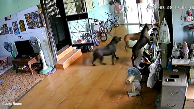 พิตบูลหลุดเข้าบ้าน