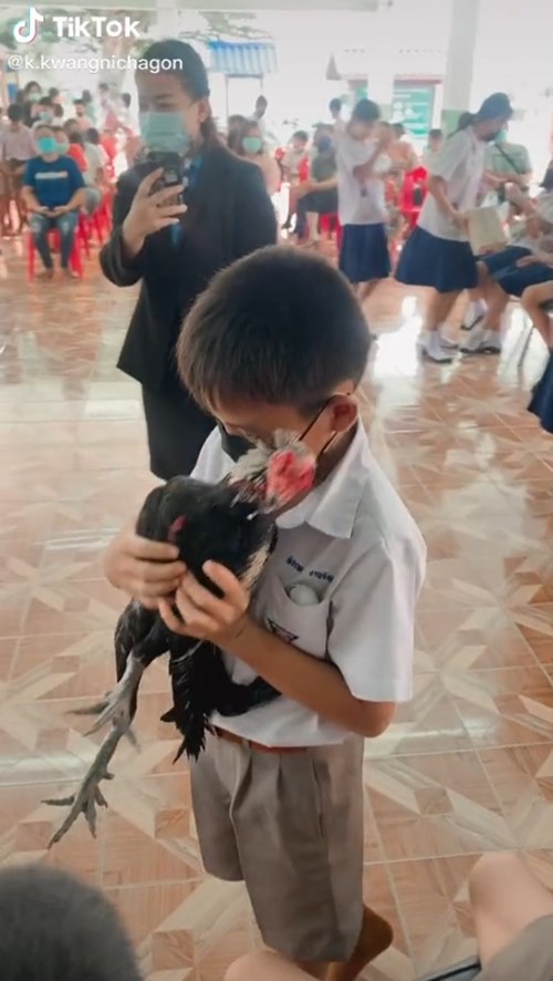 ให้ไก่ชนรุ่นพี่