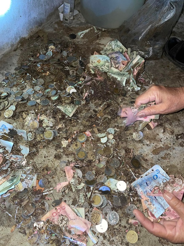 ปลวกกินเงิน