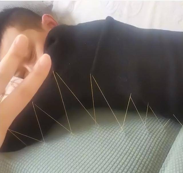 เย็บสามีติดโซฟา