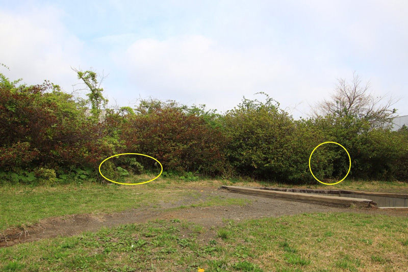 ภาพไวรัล