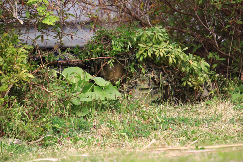 ภาพไวรัล