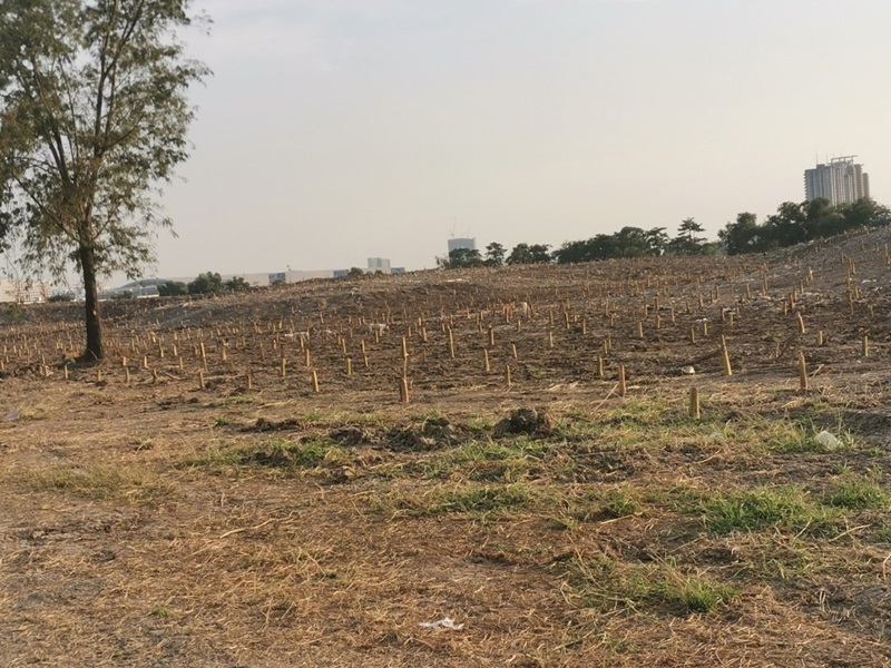 สวนกล้วยอิมแพ็ค