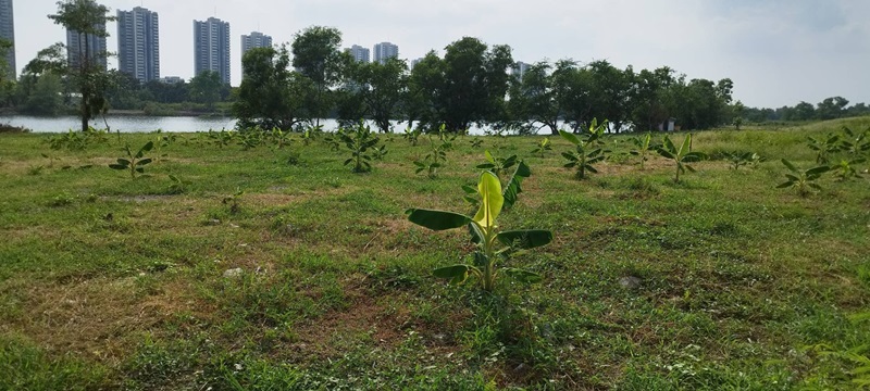 สวนกล้วยอิมแพ็ค