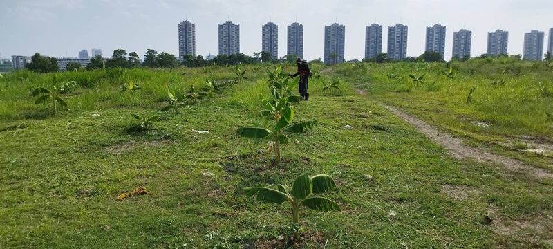 สวนกล้วยอิมแพ็ค