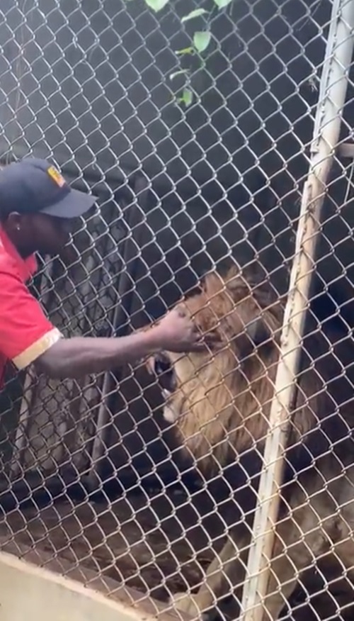 สิงโตกัดคน