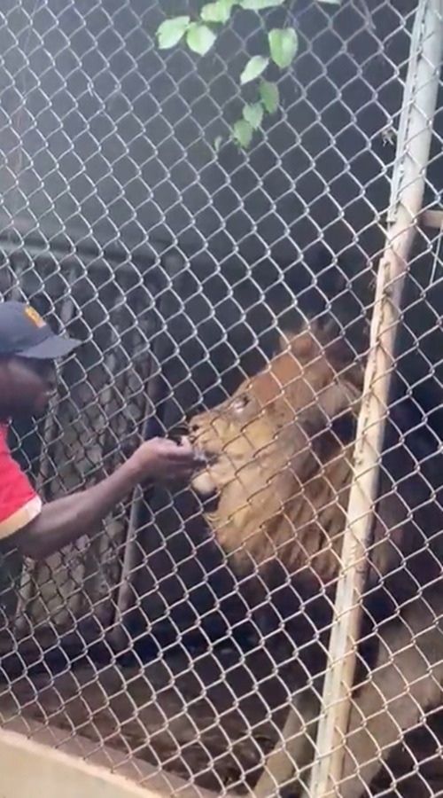 สิงโตกัดคน