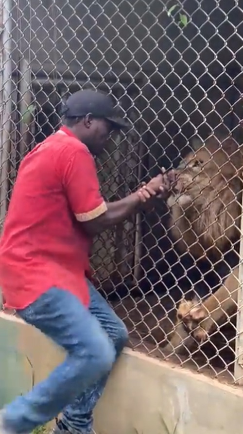 สิงโตกัดคน