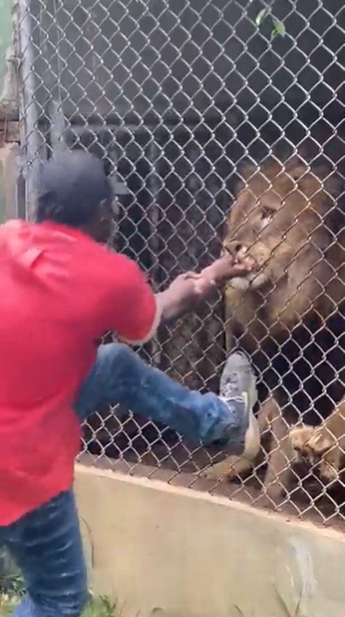 สิงโตกัดคน