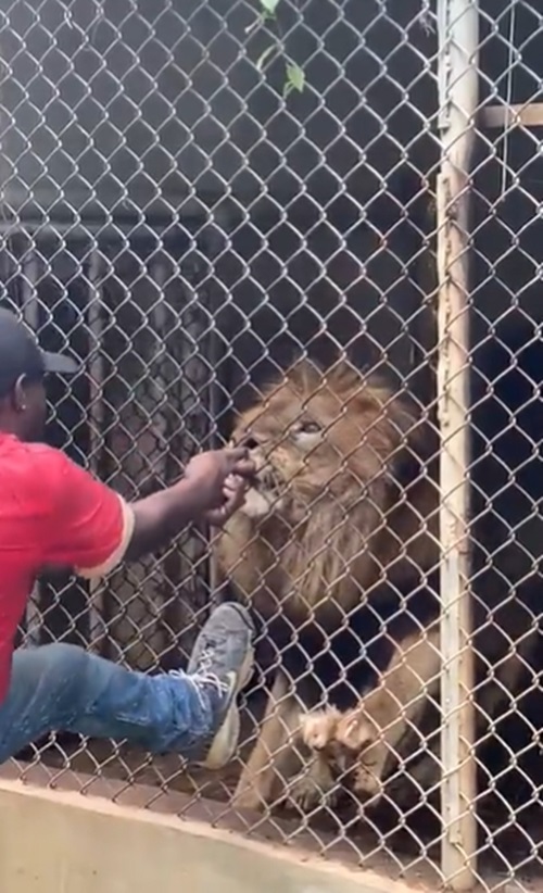 สิงโตกัดคน