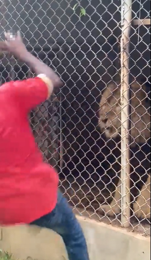 สิงโตกัดคน