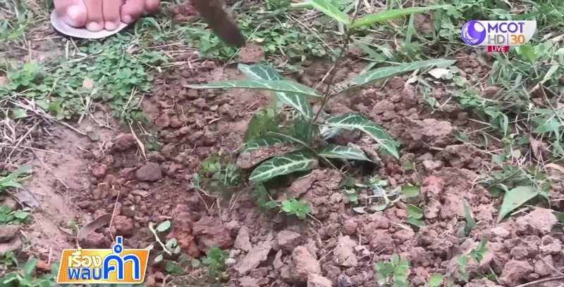 ต้นพญารากหอม