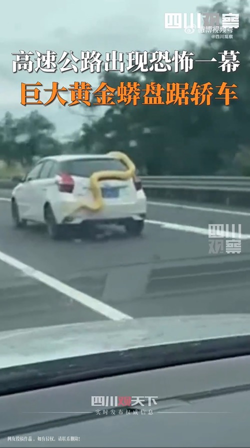 งูหลามเกาะรถ