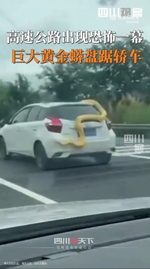 งูหลามเกาะรถ