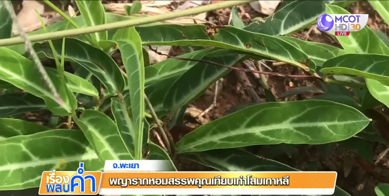 ต้นพญารากหอม