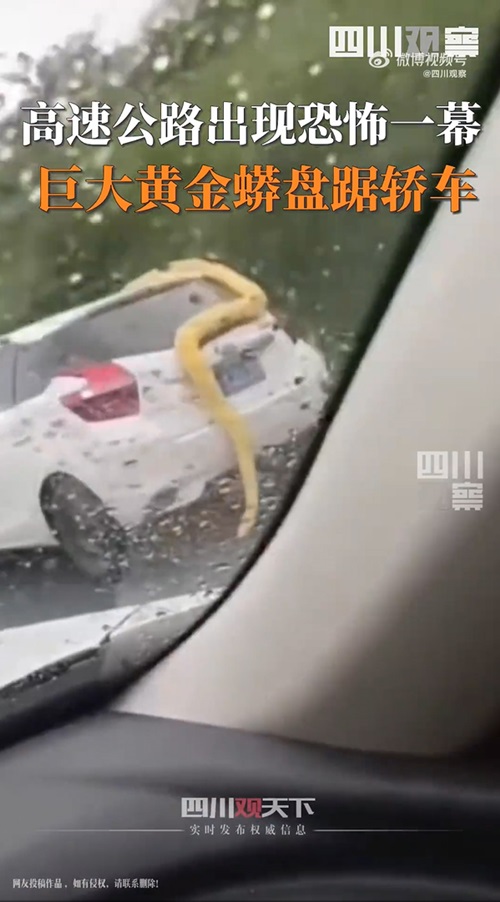 งูหลามเกาะรถ