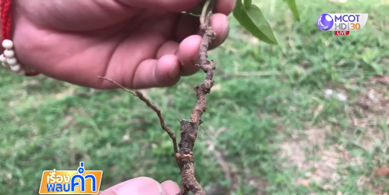 ต้นพญารากหอม