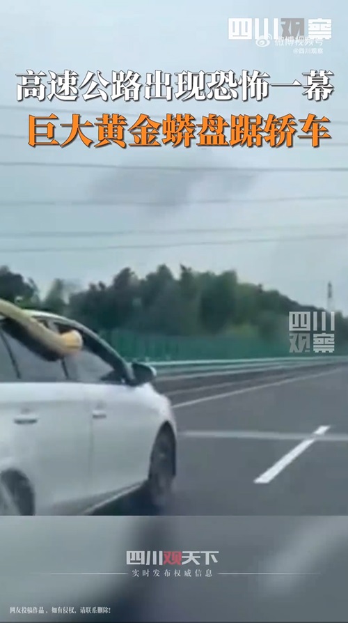 งูหลามเกาะรถ