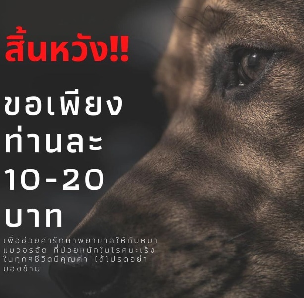 เพจช่วยเหลือหมา