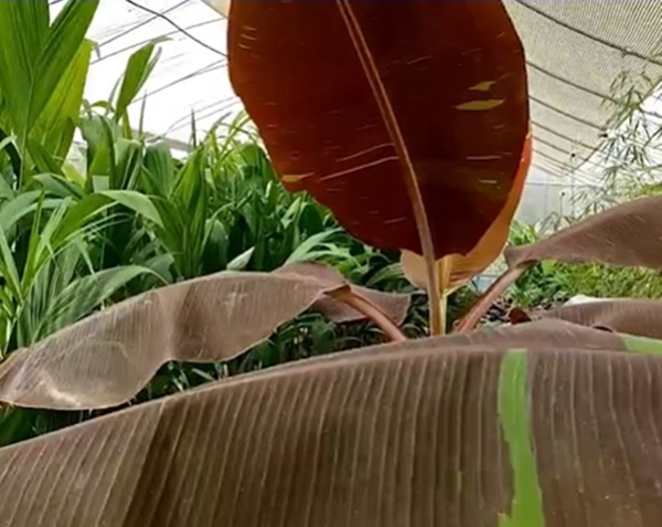 กล้วยแดงอินโด