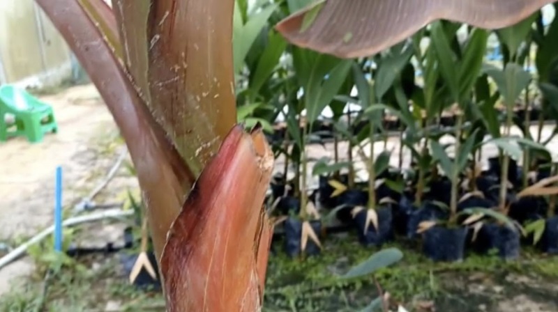 กล้วยแดงอินโด