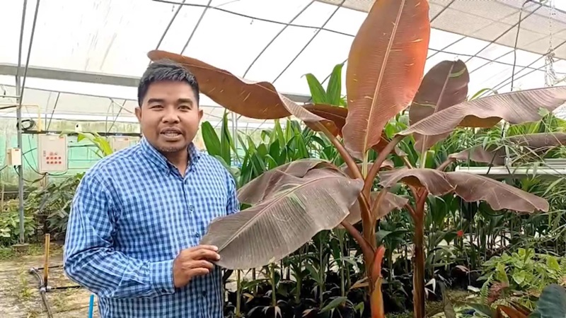 กล้วยแดงอินโด