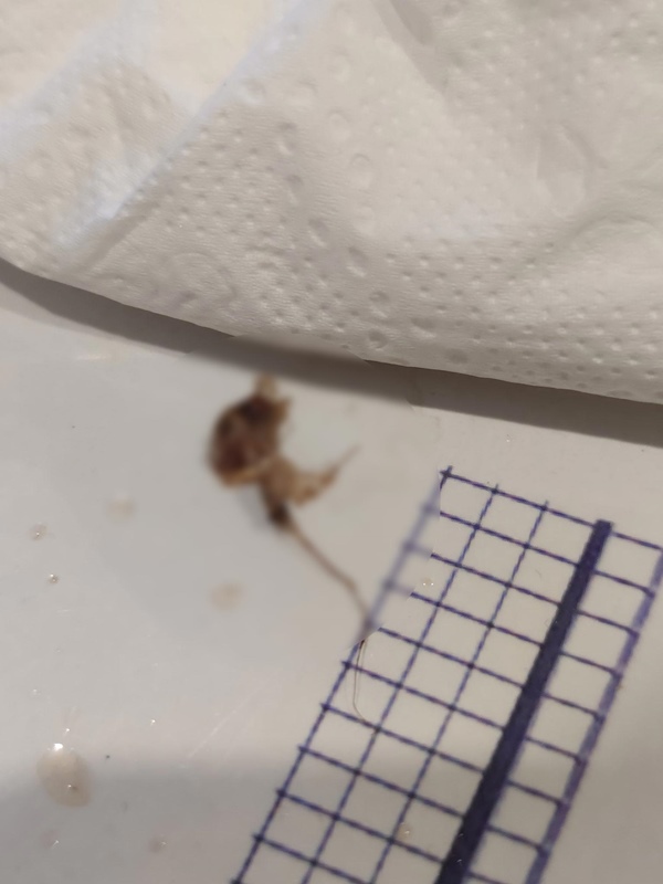 แมลงสาบแตกคาปาก