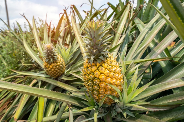 สับปะรดสีชมพู