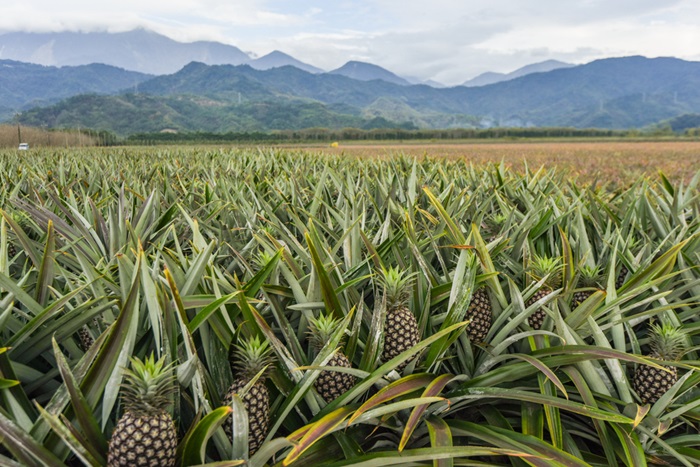 สับปะรดสีชมพู