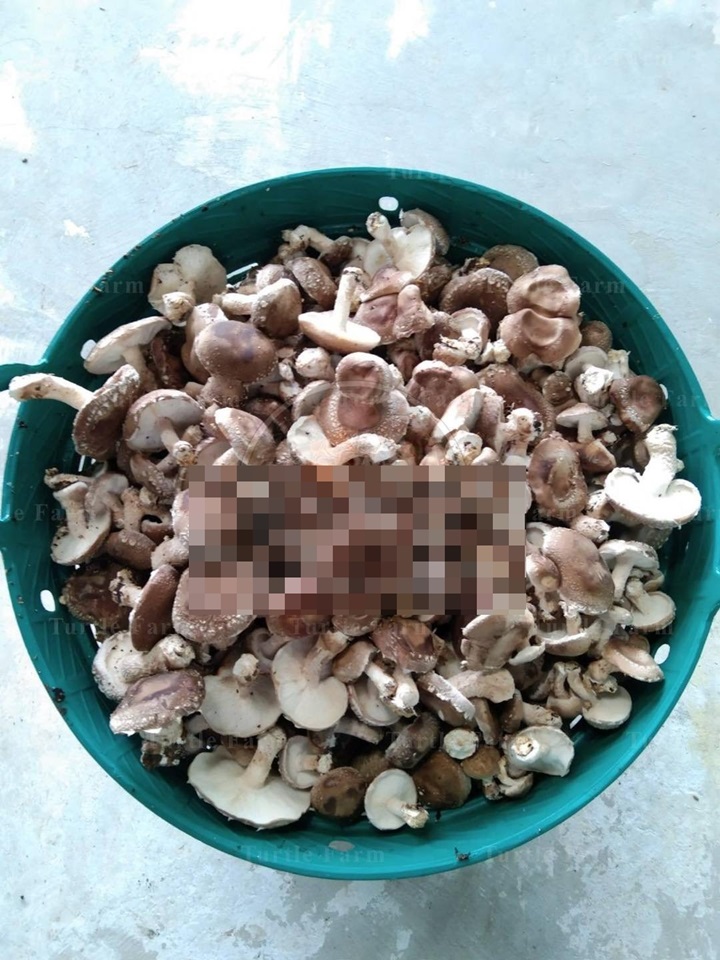 ฟาร์มเห็ดหลอกลงทุน