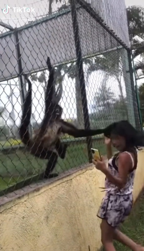 ลิงขยุ้มหัวเด็ก