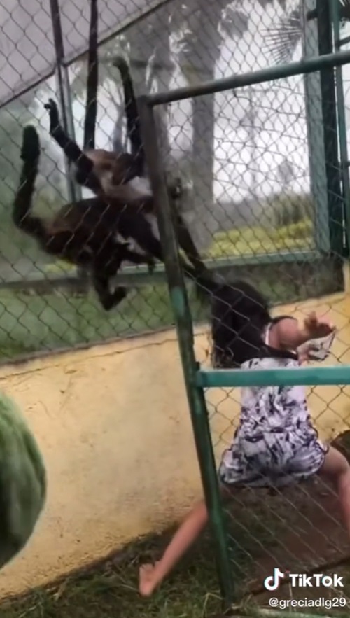 ลิงขยุ้มหัวเด็ก