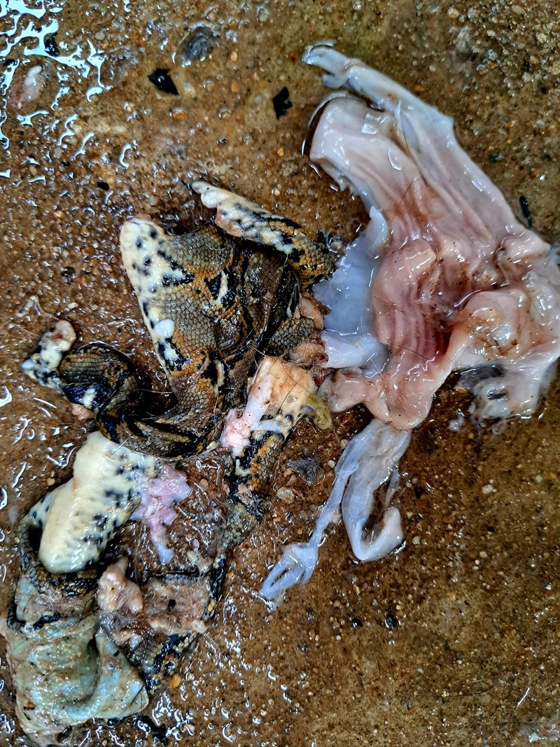 แรคคูนกินงูเหลือม