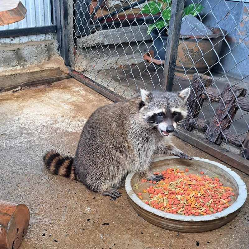 แรคคูนกินงูเหลือม