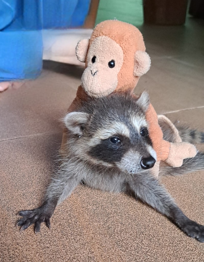 แรคคูนกินงูเหลือม