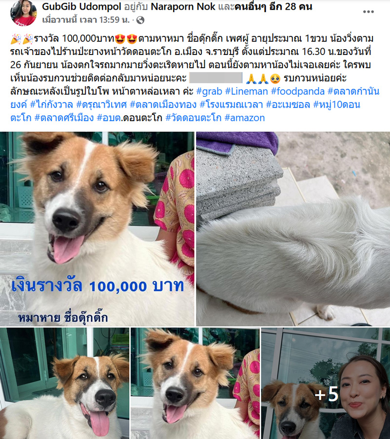 ตามหาสุนัข