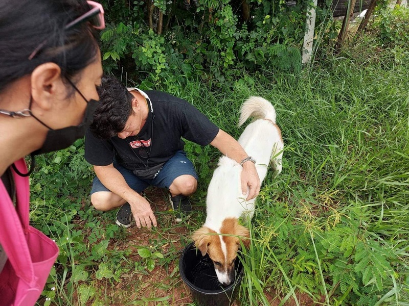 ตามหาสุนัข