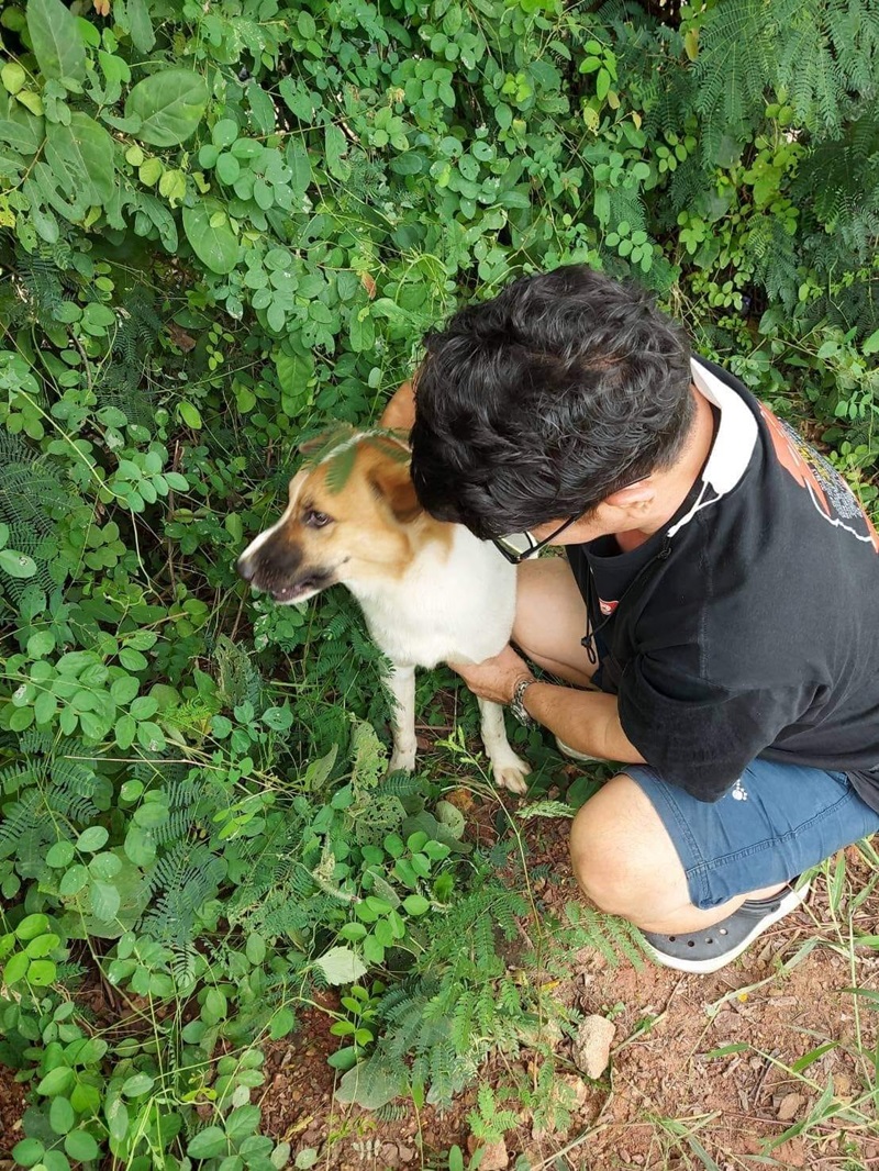 ตามหาสุนัข