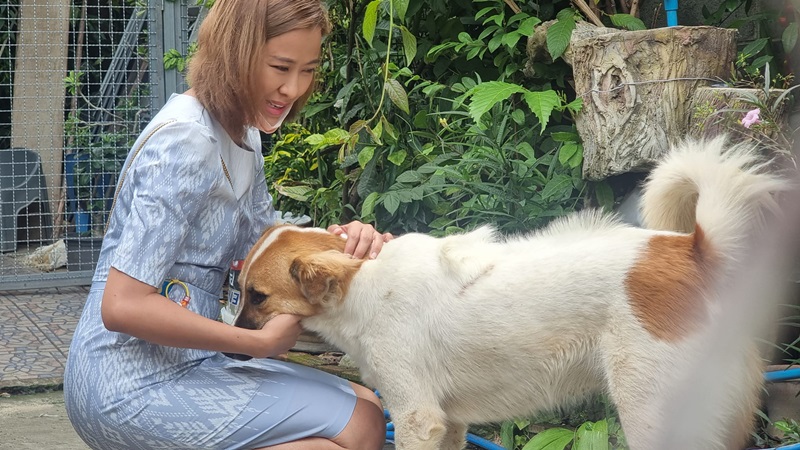 ตามหาสุนัข