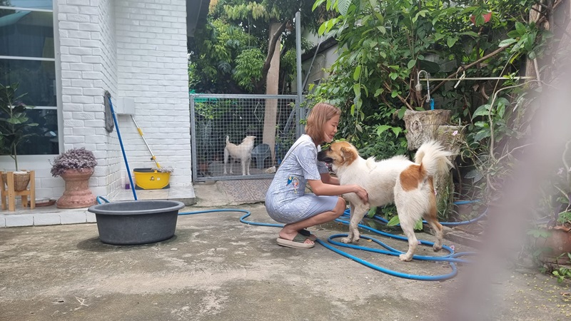 ตามหาสุนัข