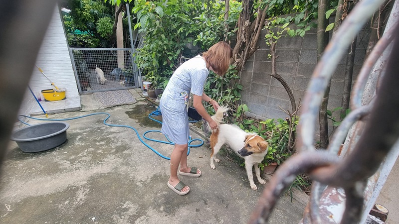 ตามหาสุนัข