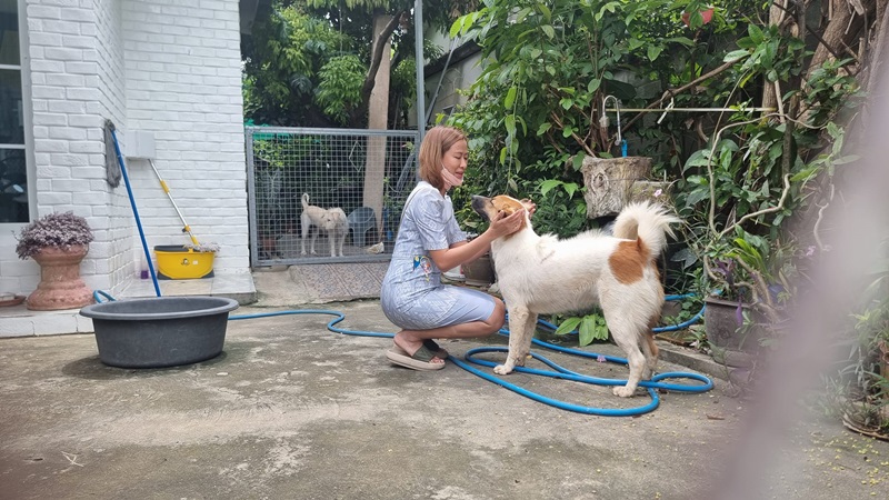 ตามหาสุนัข